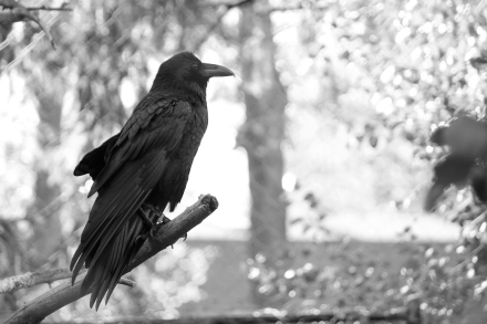 [Photograph] Raven by revwarheart / Morguefile
